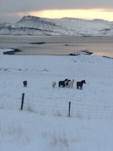 The Icelandic horse