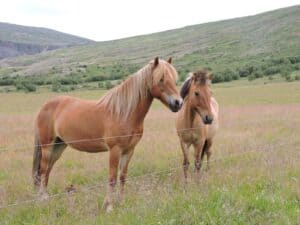 The lovely horses of Iceland