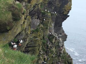 Westfjords Puffins