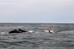 Whale spotting outside Húsavik