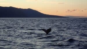 Whale watching Húsavík