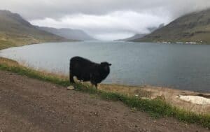 Black sheep of Iceland