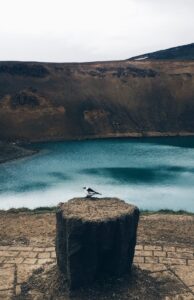 Wildlife by Viti crater