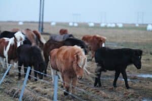 Winter pasture Iceland