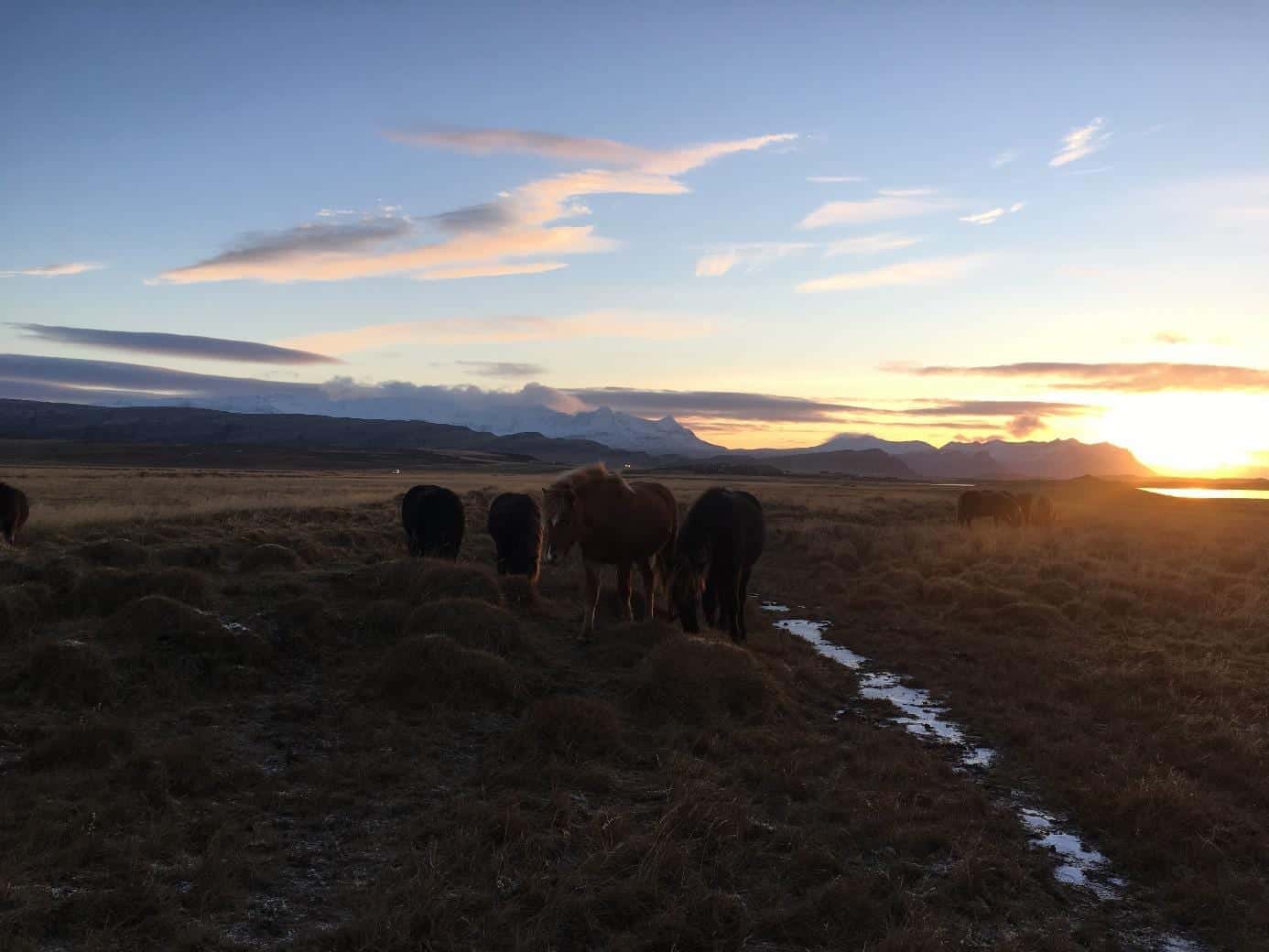 icelandic horses in the sunset
