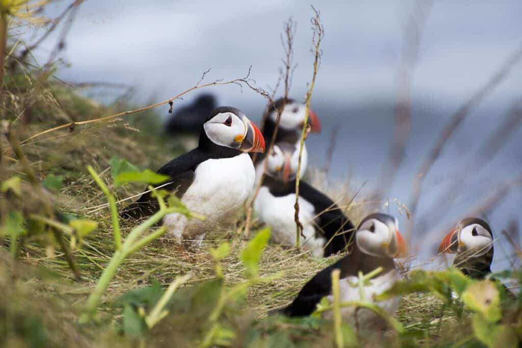 puffins in iceland