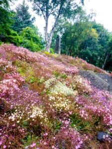 Akureyri Botanical Gardens