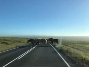 Horses crossing the Ring road