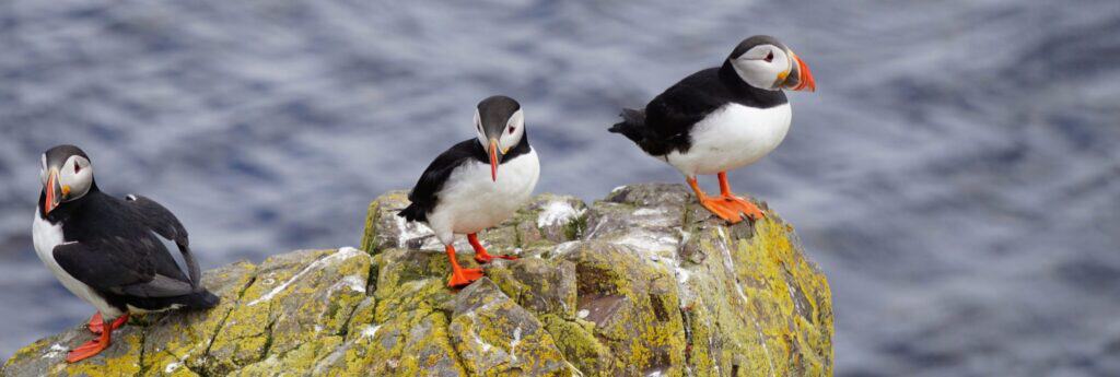 Puffins in East Iceland