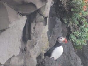 Puffins by Dýrhólaey