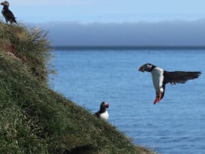 Puffins in Borgarfjörður Eystri