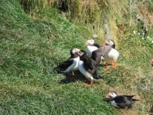 Puffins in East Iceland