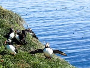 Puffins of Iceland