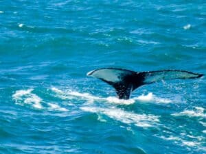 Whales of Húsavík