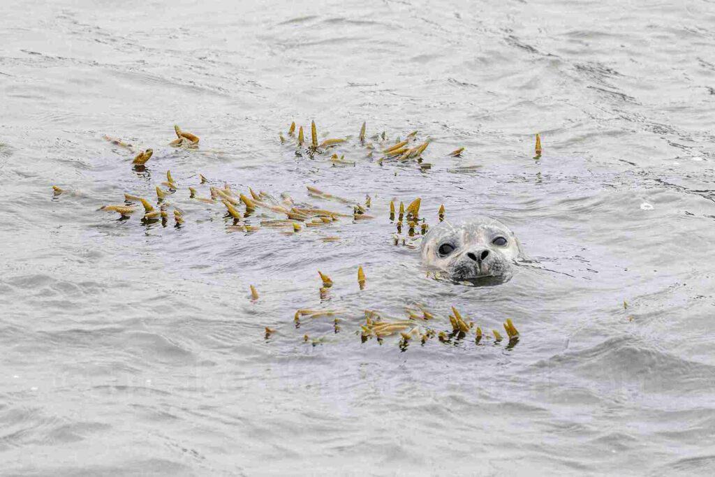 A small seal peaking from the ocean, surrounded by seaweed