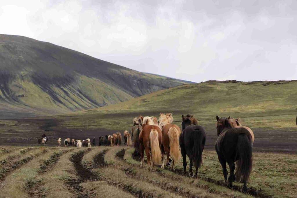 Horses walking along