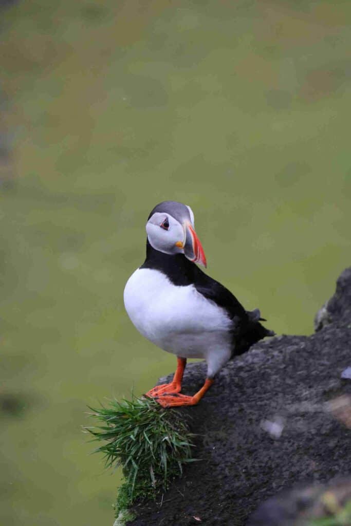 A puffin standing on the edge of a rock
