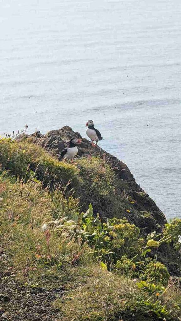 Two puffins standing on a cliff