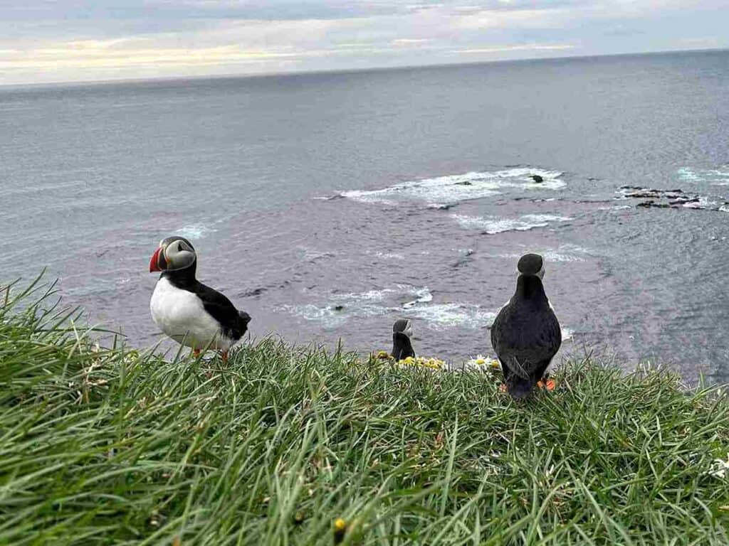 "An SUV Adventure" Puffing gathered on a grassy hill, looking out at the ocean