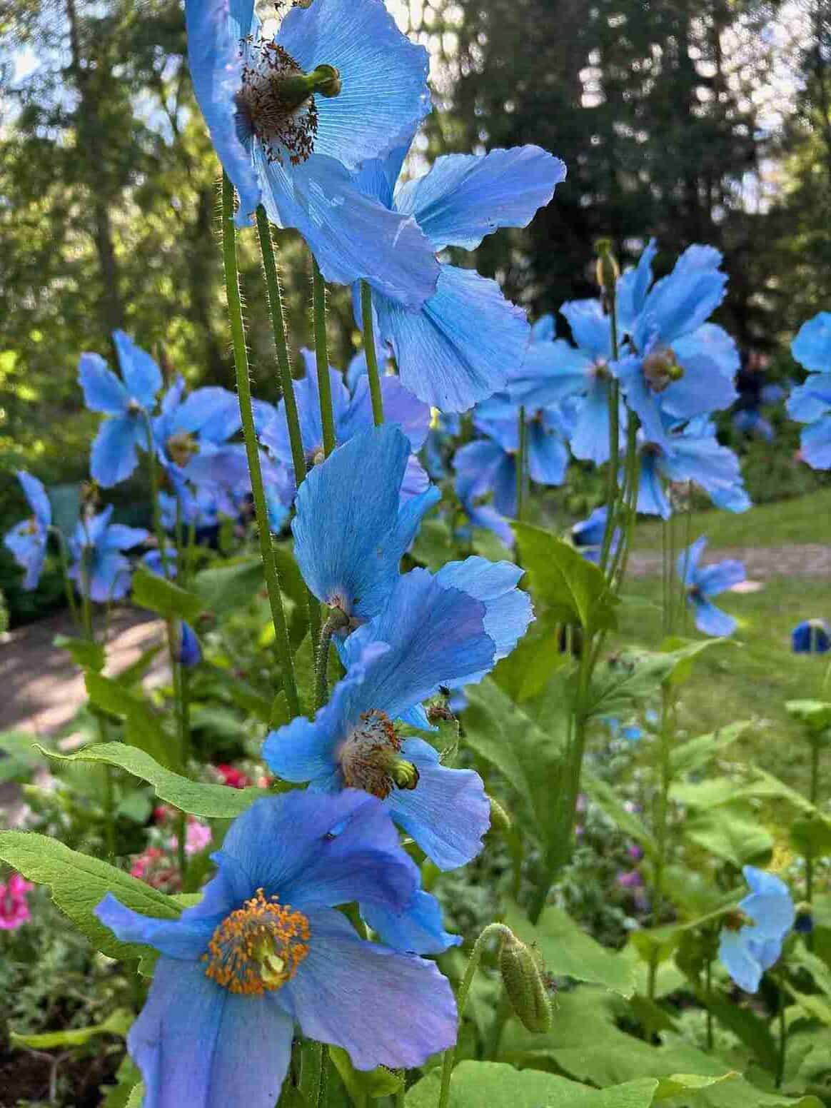 A flower stem with blue flower pedals.