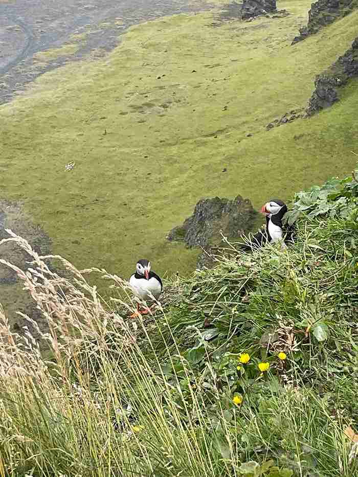 Two puffins in the grass
